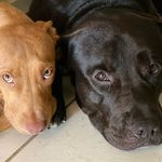 NEGÃO & PANDORA PITMONSTER BULL KING 👑 - @negao.pandora_bulking - Instagram