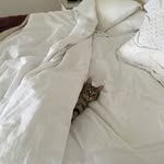 Pandora King - @pandora_kittenk - Instagram