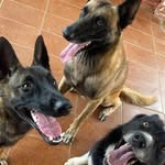 Aquiles Pandora e scott - @aquilespandoraescott - Instagram