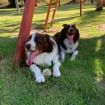 As aventuras do Al Capone, Pandora e Scott - @meumundobordercollie - Instagram