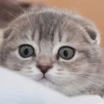 Pandora - @alyona_pandora_scottishfold - Instagram