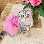 Pandôra - @pandora.scottishfold - Instagram