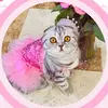 Pandôra - @pandora.scottishfold - TikTok