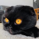 Pandora Betsy Lola - @pandorathescottishfold - Instagram