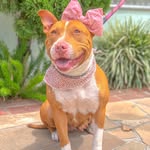 ✨Pandora e Scott✨ - @pandorapitbull480 - Instagram