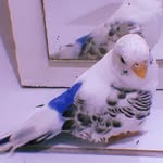 Pandora e Scott 🐦💎💚 - @pandora_e_scott - Instagram