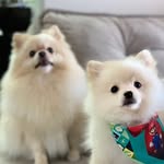 PANDORA e SCOTT 🐾😍 - @pandora_scott.dog - Instagram