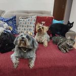 Nina, Lola, Lucy, Pandora e Thomas ❤️ - @mundo_de4patas - Instagram