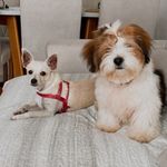 Pandora & Thomas - @pandoraethomas - Instagram