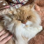Pandora e Thomas Lion 🐈 - @valentin.cats - Instagram