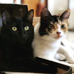 Pandora, Fiona & Thomas - @pandoraefiona - Instagram