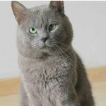 THOMAS & PANDORA - @thomas_pandora - Instagram