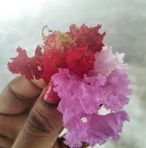 Pankaj Bala - Facebook
