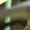 Pansy Baxter - @pansy.baxter76 - TikTok