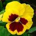 Pansy Division - Facebook