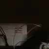 Pansy Harrell - @pansy.harrell - TikTok