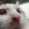 not.pansy - @_not.s0phie - TikTok