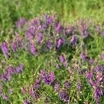 LambertPansy22 - @lambertpansy22 - Instagram
