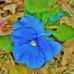 Pansy Light - Facebook