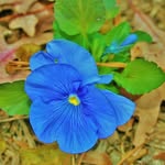 Pansy Light - @pansylight - Instagram