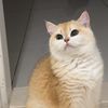 .Pansy Light cattery. - @mrrv6 - TikTok
