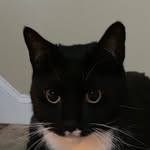 Pansy Lightfoot 🐱 - @pansy_lightfoot - Instagram
