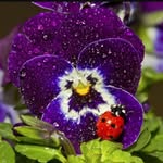 🎀АНЮТИНЫ ГЛАЗКИ 🎀 - @pans_yflowers - Instagram