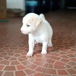 Pansy Prince White - @pansy.doggy - Instagram