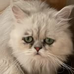 パンジー - @pansy_white2024 - Instagram