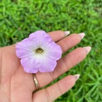 Paola Olea - @paola_pastor1 - Instagram