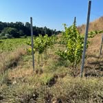 Paolo David - @paolo_david_wine - Instagram
