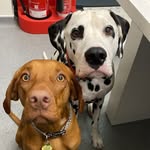 🄿🄰🄾🄻🄾 & 🅁🄾🅂🄰 - @double_troubles_adventures - Instagram