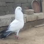 Pardeep Kumar - @pradeep_yadav1345 - Instagram