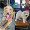 ParisChopperFamily - @samoyed_retriever - TikTok