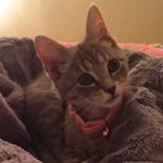 🌸Paris Curry🌸 - @paristhetabby - Instagram