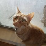Paris Foster - @parisfostercrittercare - Instagram