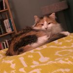Paris Geller - @parisgellerthecat - Instagram