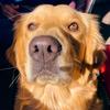 Paris Golden Retriever - @parisgoldenretri - TikTok