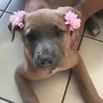 Paris Greene - @paris_the_pup33 - Instagram