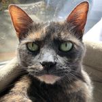 Paris Hendrix - @_french_feline_ - Instagram