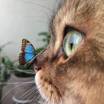 Paris Hill Cat Hospital - @parishillcat - Instagram