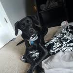 Paris Jenkins - @paris_the_big_pup - Instagram