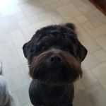 Paris Matthews - @theblackdoggrooming - Instagram