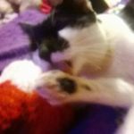 Paris noel carnahan - @paris_kitty_cat - Instagram