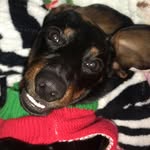 Paris Pope - @paris_the_dachshund17 - Instagram