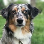 Paris the Australian Shepherd - @paris_theaussie - Instagram