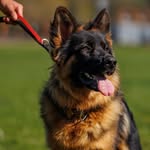 Paris the German Shepherd - @paris.gsd_ - Instagram