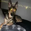 Paris the German Shepherd - @mrsritakay - TikTok
