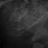 parisshepherd828 - @parisshepherd828 - TikTok