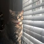 Hemi/Ivy/ Toby - @paris.vaughn_cats - Instagram